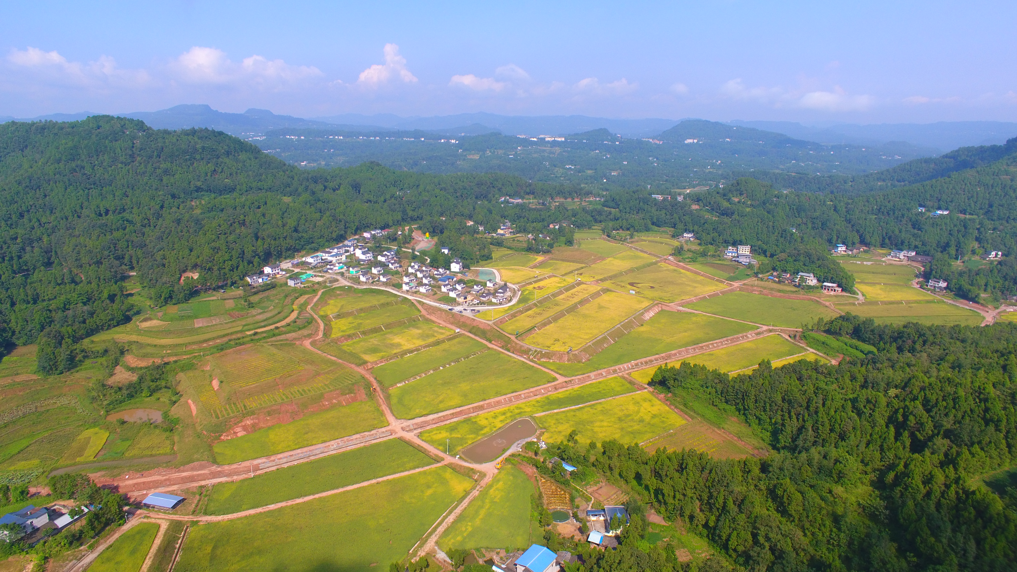 柳林海山農(nóng)業(yè)園油菜示范片喜獲豐收